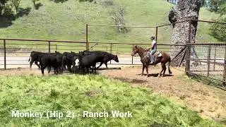 Monkey ranch work (2025 Hip 2)