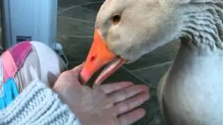Brecon Buff/American Buff gander/goose
