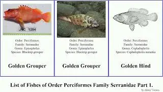 List of Fishes of Order Perciformes Family Serranidae Part 2. grouper hind epinephelus hamlet bass