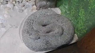 Poisonous Snake Museum in Cuatla, Mexico