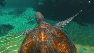 Cayman Turtle Center, the Cayman Islands&rsquo; Premier Tourist Attraction