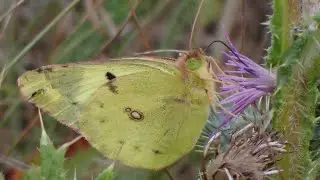 Gele luzernevlinder/Pale clouded yellow (Colias hyale)