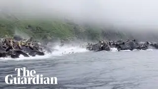 Sea lions dive into the sea as earthquake rocks Kamchatka cliffs