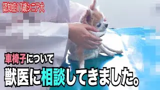 【認知症17歳シニア犬　車椅子について獣医に相談してきました】