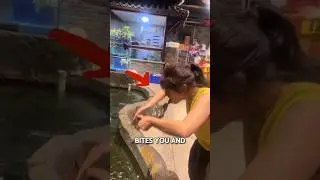 КАК ИЗБЕЖАТЬ УКУСА КАЧАЮЩЕЙ ЧЕРЕПАХИ