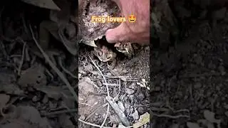 Frog lovers hiding in a nest 😍#shorts #frog #love
