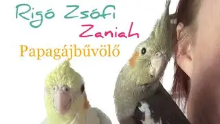 Hogyan tanítsd meg a papagájod beszélni (Részletes elmélet cuki segítőkkel 🥰🫶)