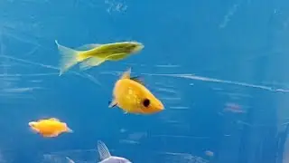 🔴LIVE ikan hias bag 103 #trending #fyp #indonesia #ikan