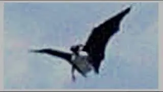 Philippine pterosaur photo? (Read description also)