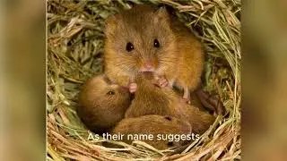 rat species