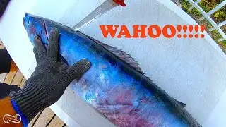 FILLETING MY FIRST WAHOO   SASHIMI  TIME!!!