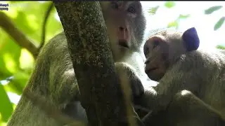 Mum Jane& big Janet nonstop drink milk and sleeping, Why No think about poor Janna?