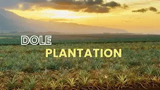Oahu&rsquo;s Sweetest Adventure - Dole Plantation🍍Hawaii