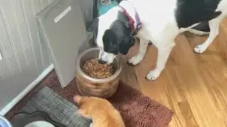 Our new Kitty Hamilton (June 2025) - Eating Jenga&rsquo;s Food