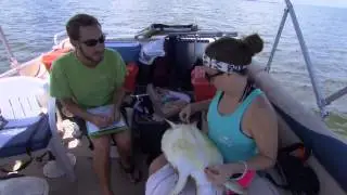 Marine Turtle Research Group Field Work