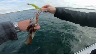 fishing at ardrossan