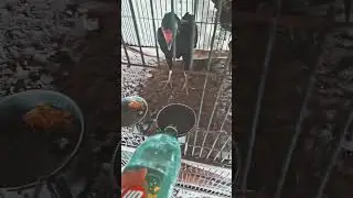 #birds care# routine #daily