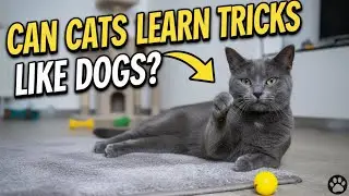 Могут ли кошки научиться трюкам, как собаки? 🐱🎩🐶