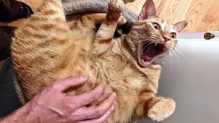 Приколы с животными😆 Смешные коты и собаки - Смешные животные 161