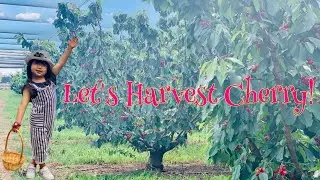 Cherry Picking @ Bacchus Marsh Victoria 🍒🍒🍒