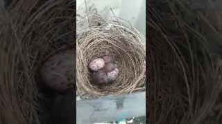 Birth of sparrow😍
