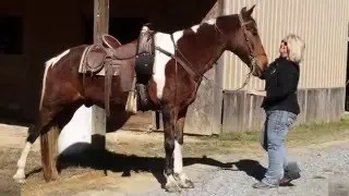 Apache Beginners Guests Grandma SAFE Smooth Gaited Trail Horse Deluxe For Sale