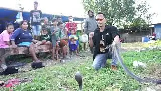 JAGAD MUDA DIPATOK COBRA