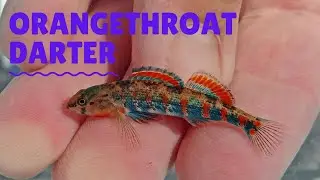 Orangethroat Darter