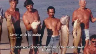 The Totoboa - Mexico’s Controversial Fish