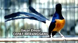Masteran burung murai batu gacor emosi auto ngamuk bikin cepat terpancing