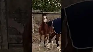 freches Pony. Man muss ihn einfach lieben ❤️ #ponyliebe