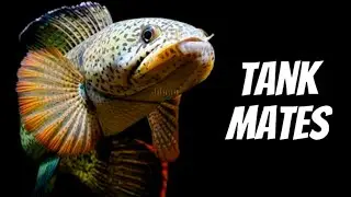 Top 13 Snekhead Tank Mates Snekhead Channa Fish