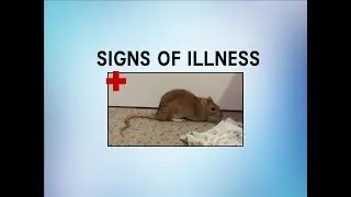 Signs of Illness in Rats