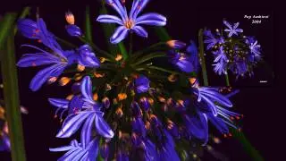 Andrew Thomas - Fearsome Jewel 3 'Pop Ambient 2004' Album