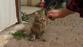 Cat feels betrayed when she finds out I smell like another cat