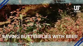 The monarch butterfly is endangered but craft beer may help conserve it