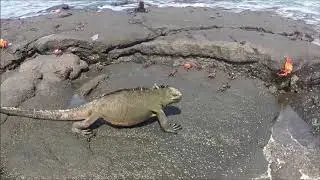Isla Fernandina de las Gal&aacute;pagos (Ecuador)