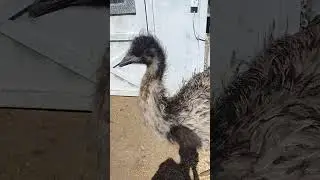 Death by emu