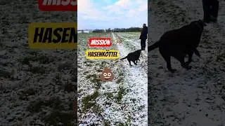 😱💩Labrador Chilly der K&ouml;ttel Suchhund. MISSION Hasenk&ouml;ttel #labradordog #labrador #labradorretriever