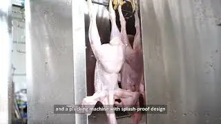 Eruis Compact Poultry Slaughter Line Where Efficiency Meets Quality