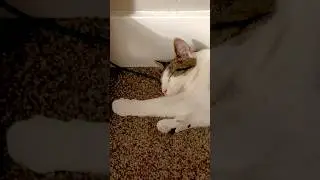 Stay Warm Luna🤍💤❄️#cat #cute #shorts #shortvideo