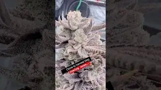 how to grow fire weed 101  Is This The Best Harvest Ever? (trailer)