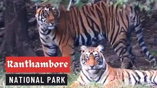 We sighted 4 Tigers 🐅 in Ranthambore National Park |Documentary