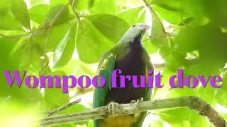 Wompoo fruit dove, beautiful birds of Australia