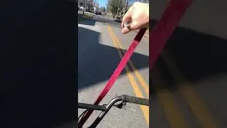 Need a little practice all she wants to do is bite the leash but no crashes so it’s a success ￼