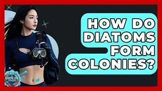 How Do Diatoms Form Colonies? - The Marine Life Explorer