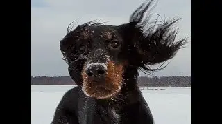 История шотландского сеттера Ларса. 02-03.2012/The story of the Scottish setter-Gordon Lars
