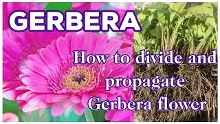How to Divide And Propagate Gerbera daisy Flower 