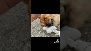 Chow Chow | Cute Chow Chow |Cute Dogs | Rocky Chow Chow