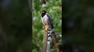 The fascinating world of &ldquo;Wild Bird Species